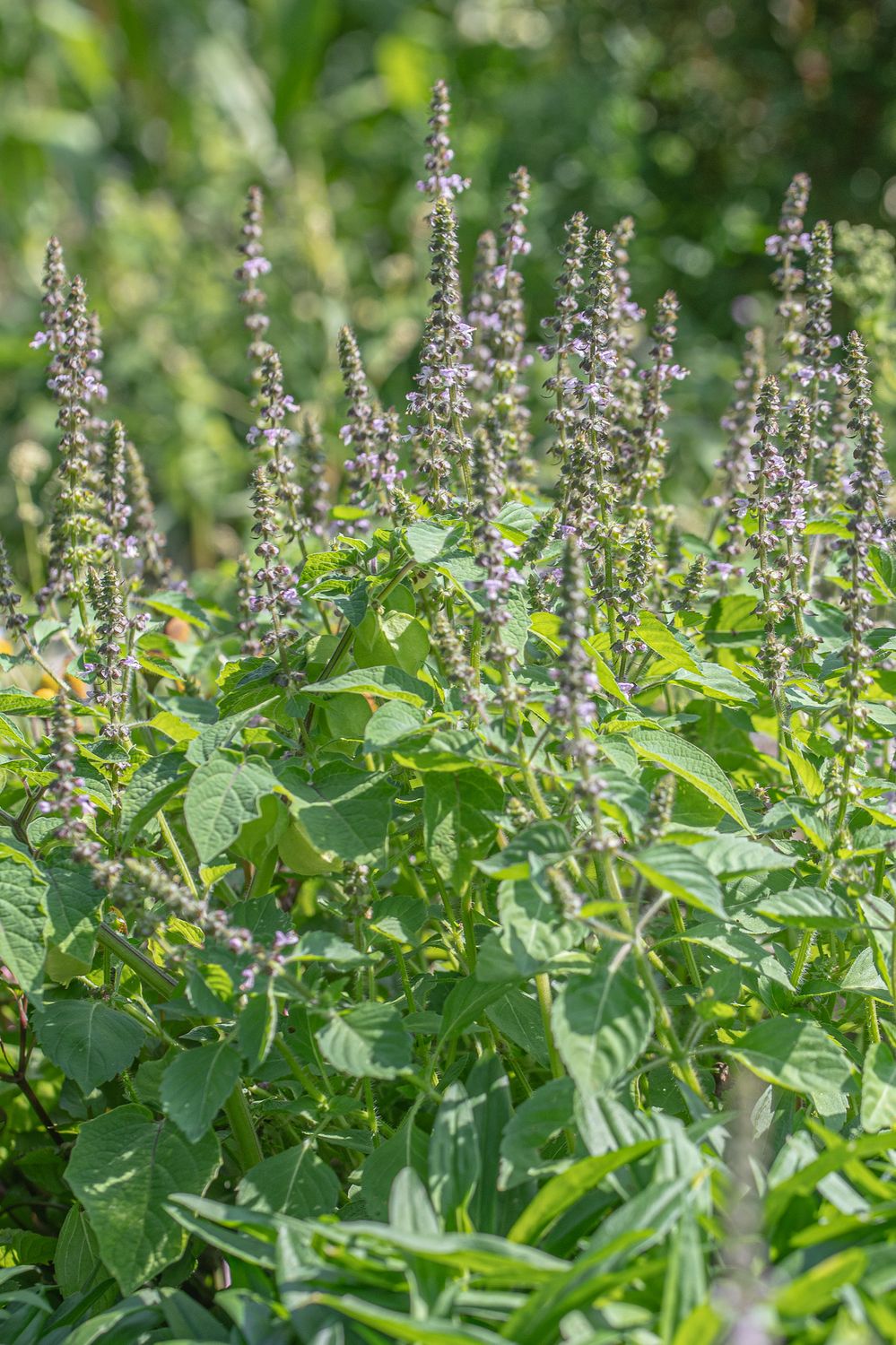 Tulsi ehk püha basiilik 5