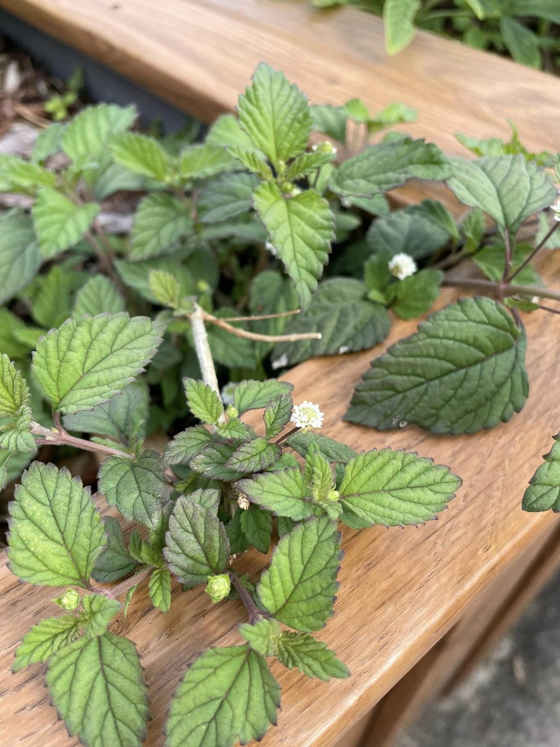 Magus lippia 1
