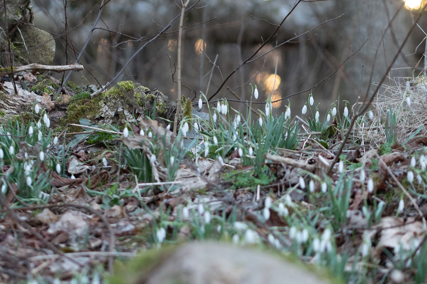 Harilik lumikelluke 3