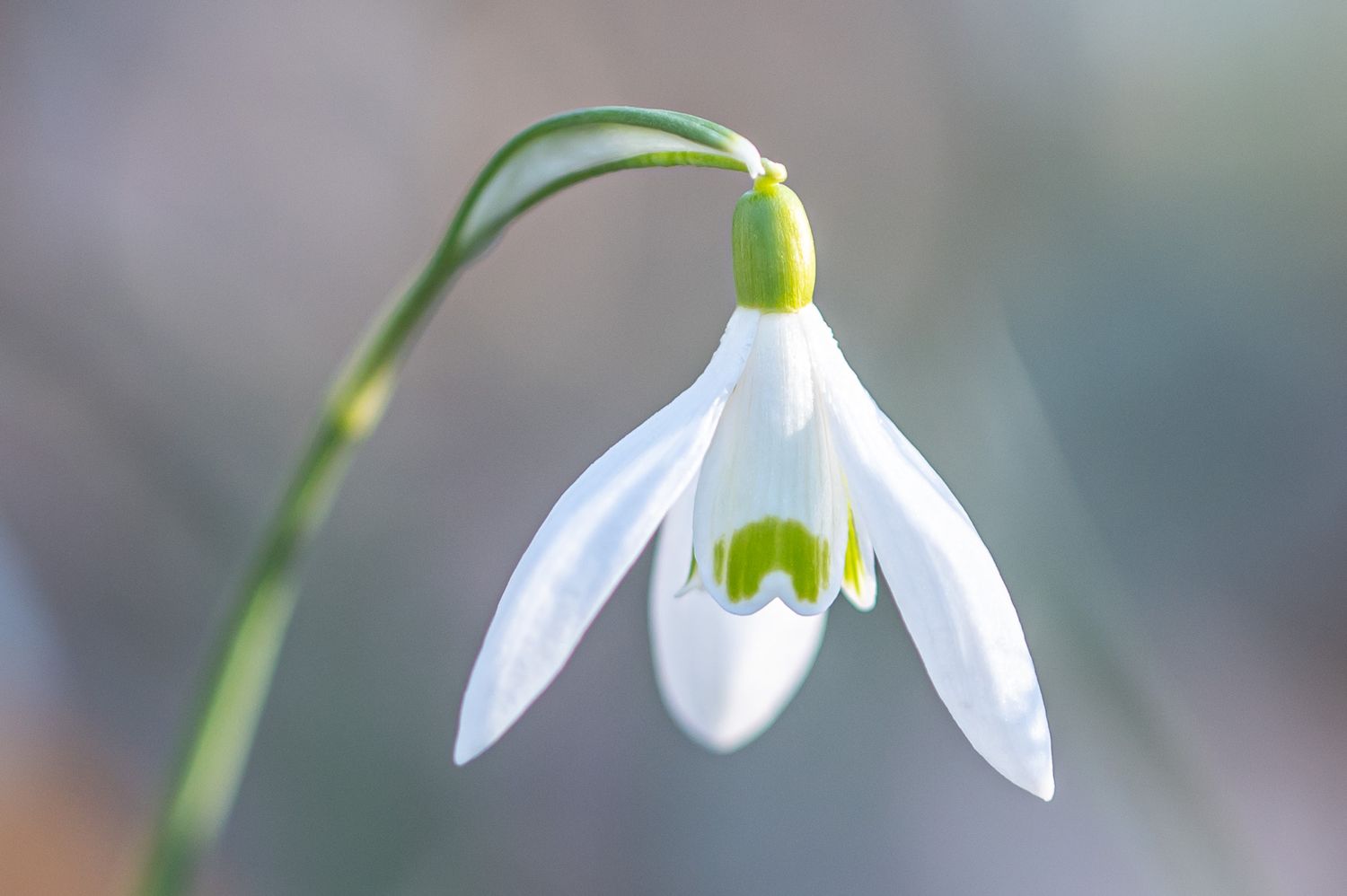 Harilik lumikelluke 4