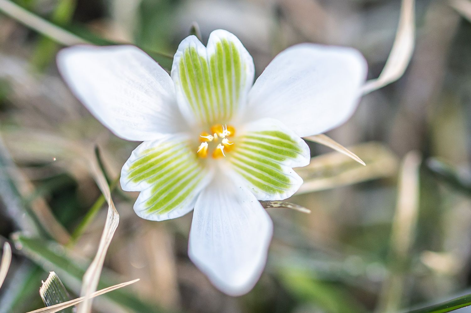 Harilik lumikelluke 5