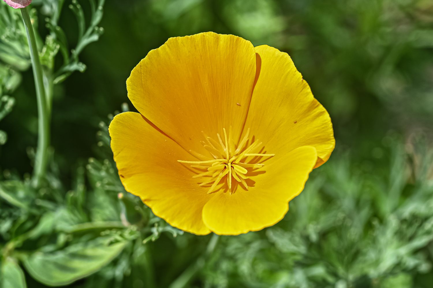 Kalifornia läänemagun 2