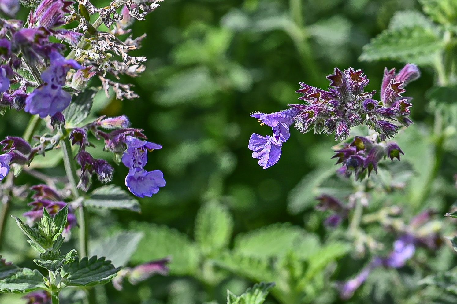 Faasseni naistenõges 3