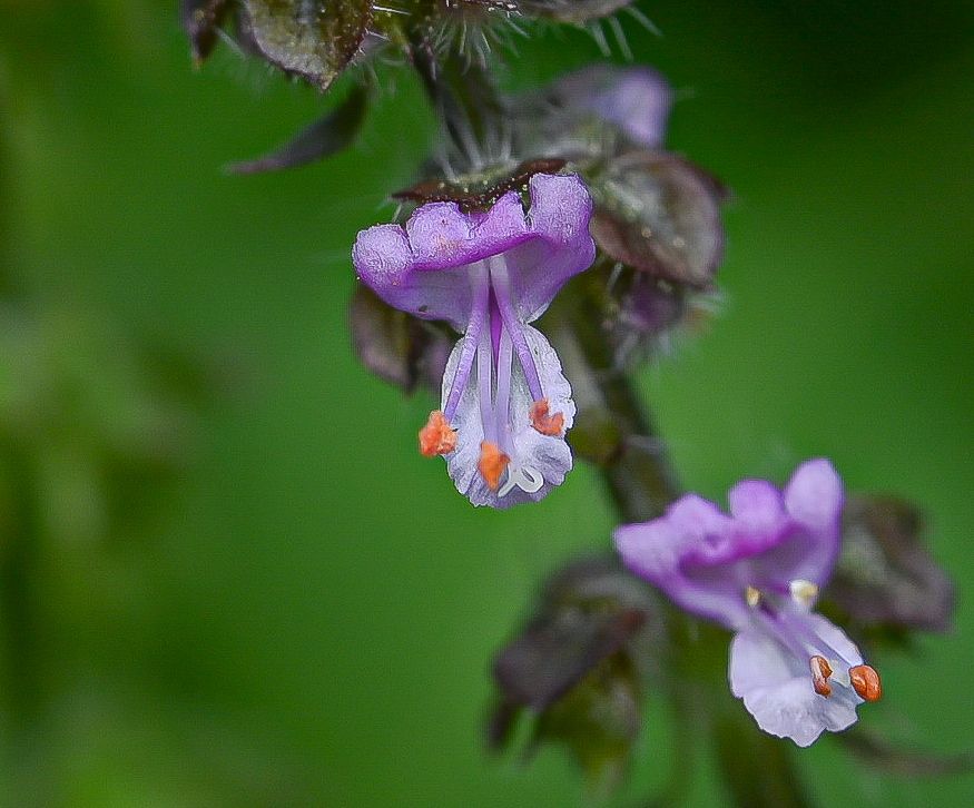 Tulsi ehk püha basiilik 2