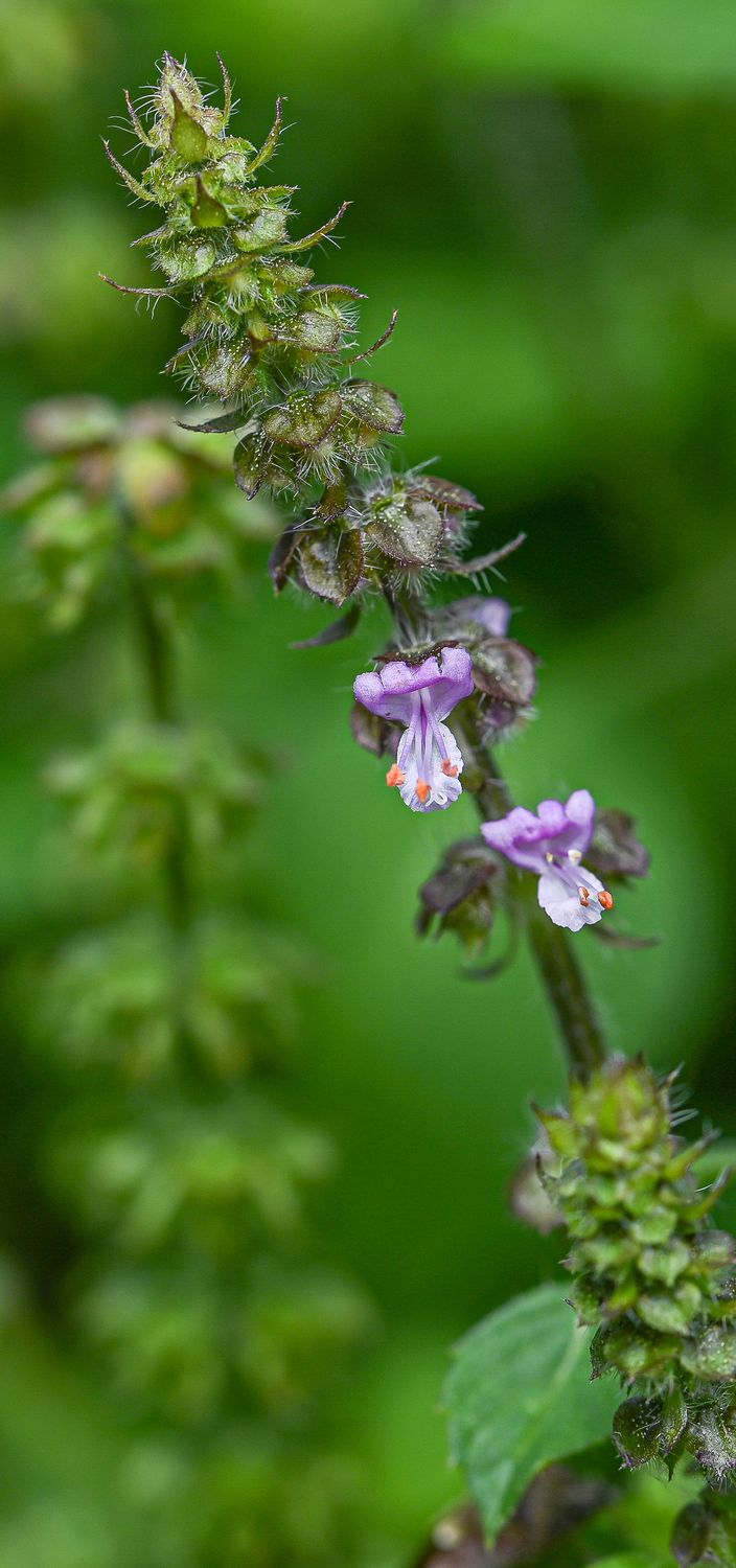 Tulsi ehk püha basiilik 3