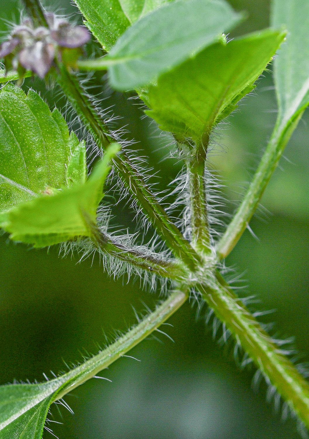 Tulsi ehk püha basiilik 4