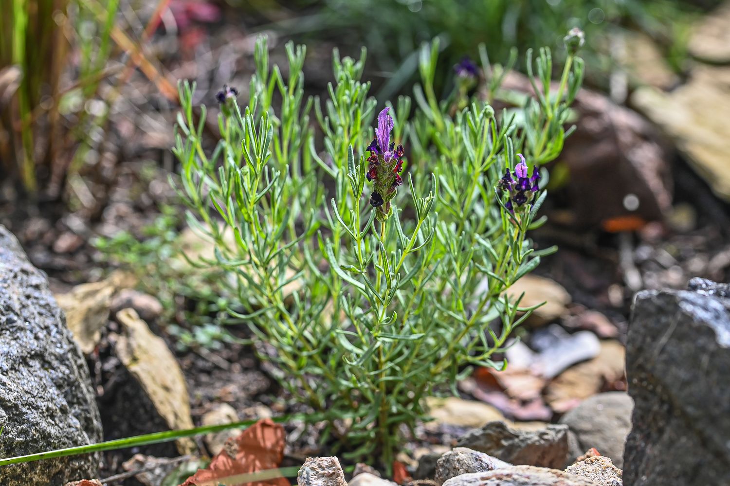Prantsuse lavendel 1