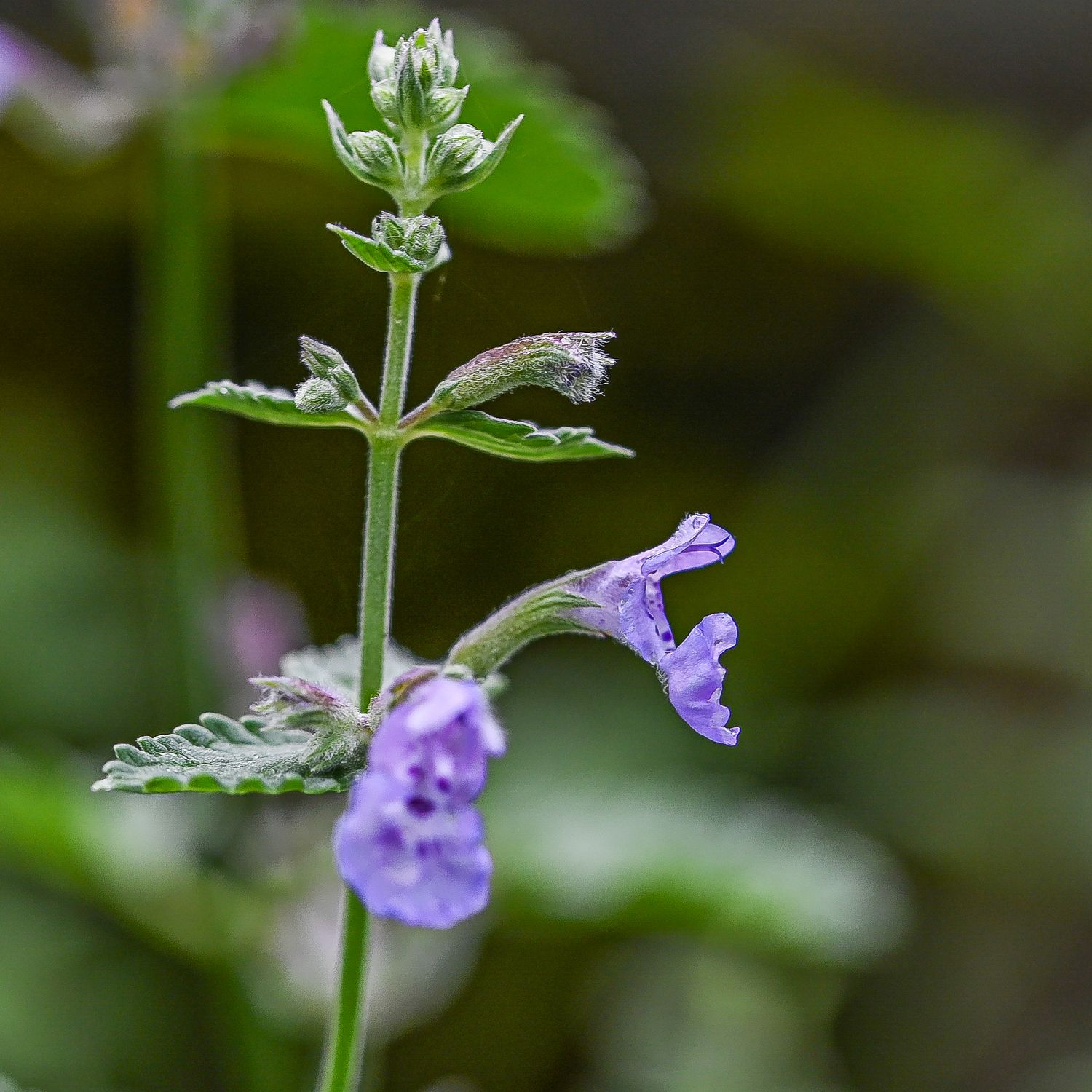 Faasseni naistenõges 2