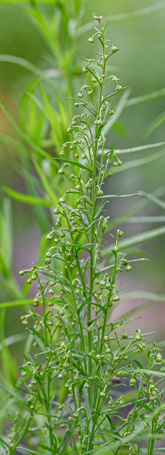 Estragon, estragonpuju 2