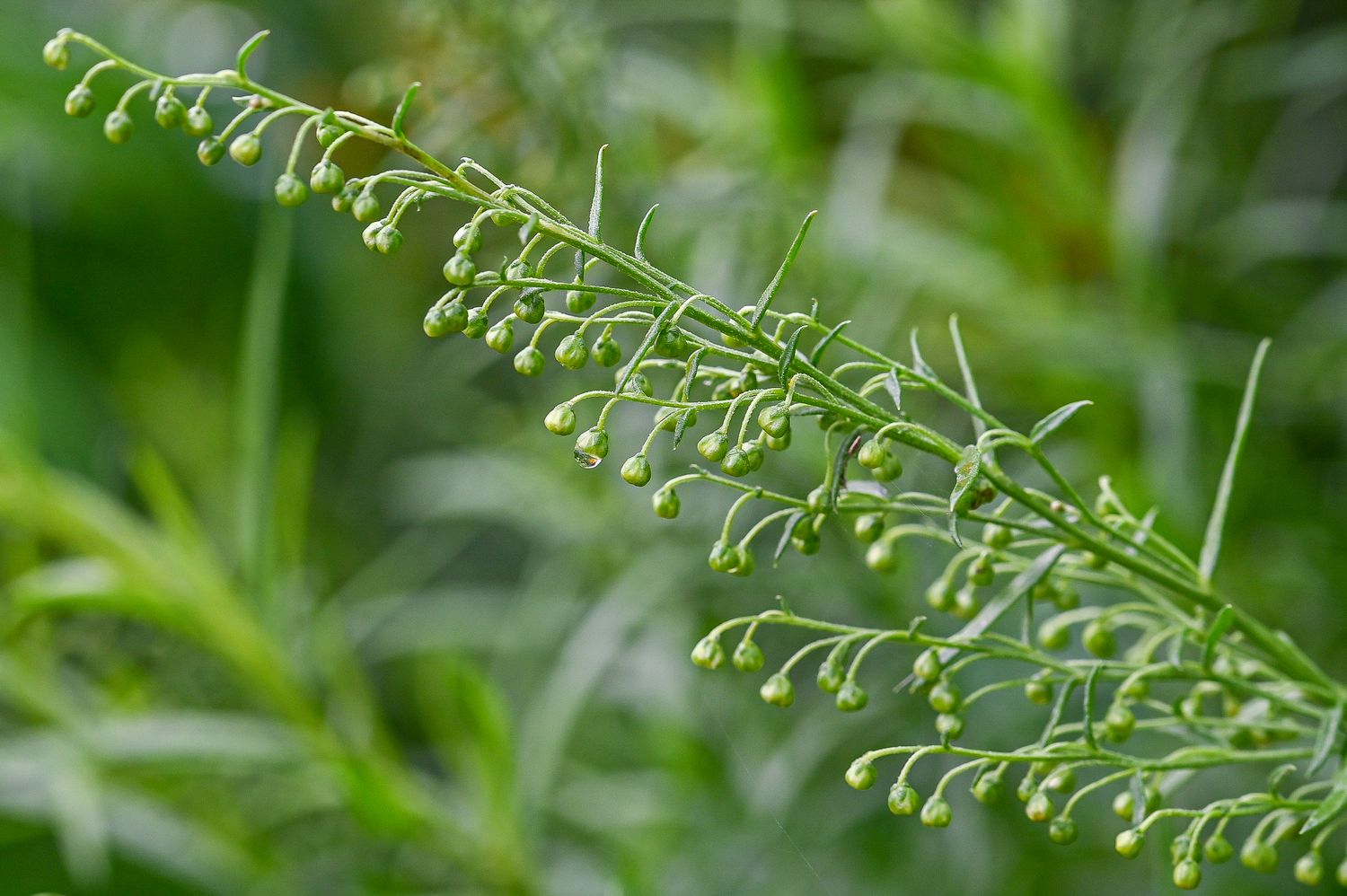 Estragon, estragonpuju 3