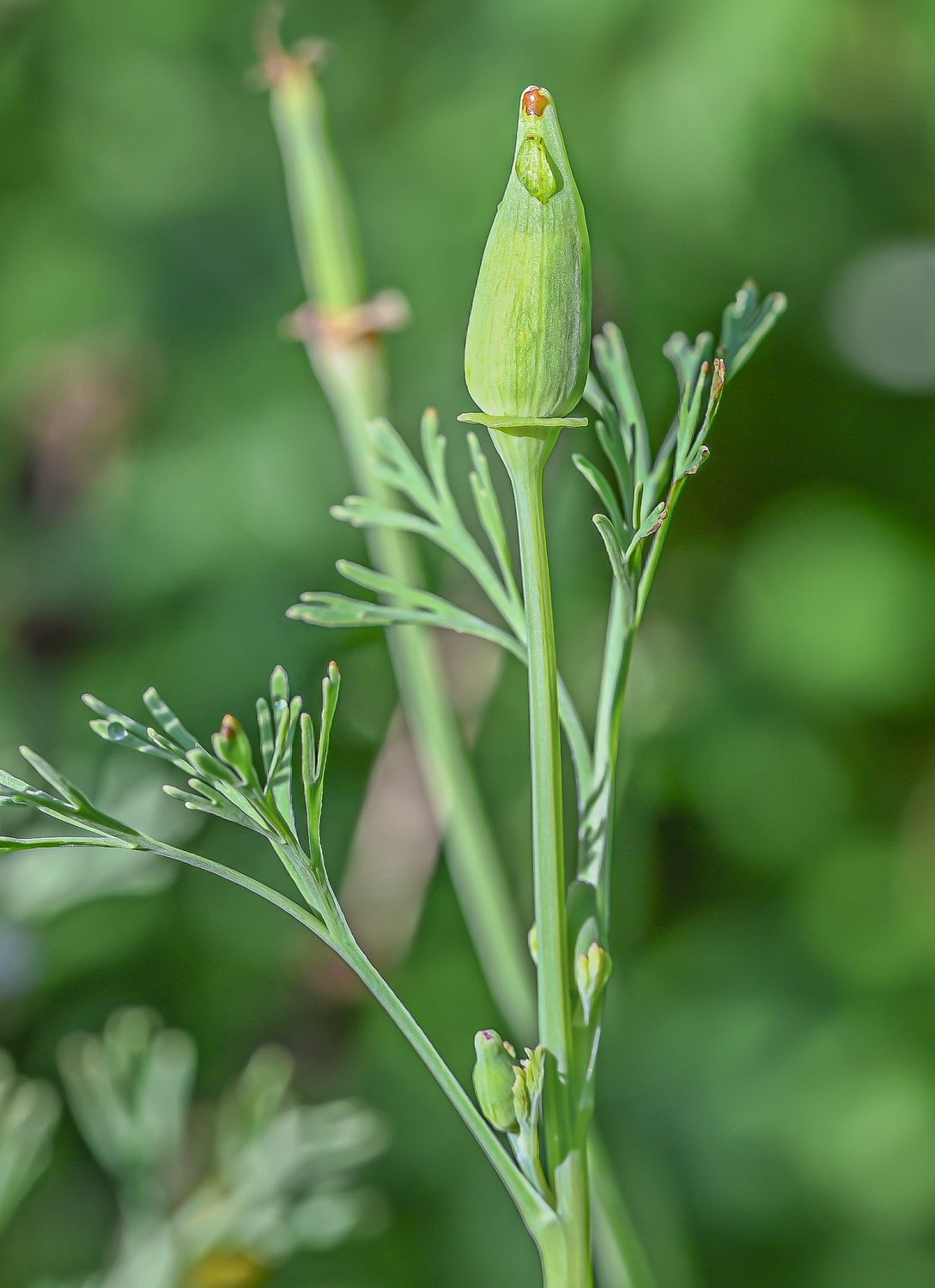 Kalifornia läänemagun 3