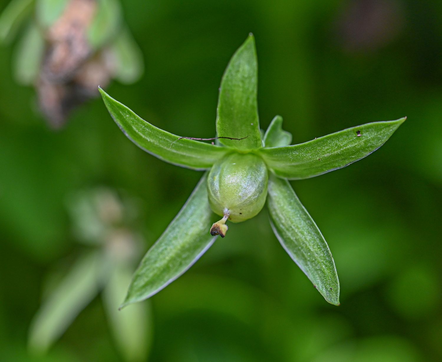 Võõrasema / aedkannike 6