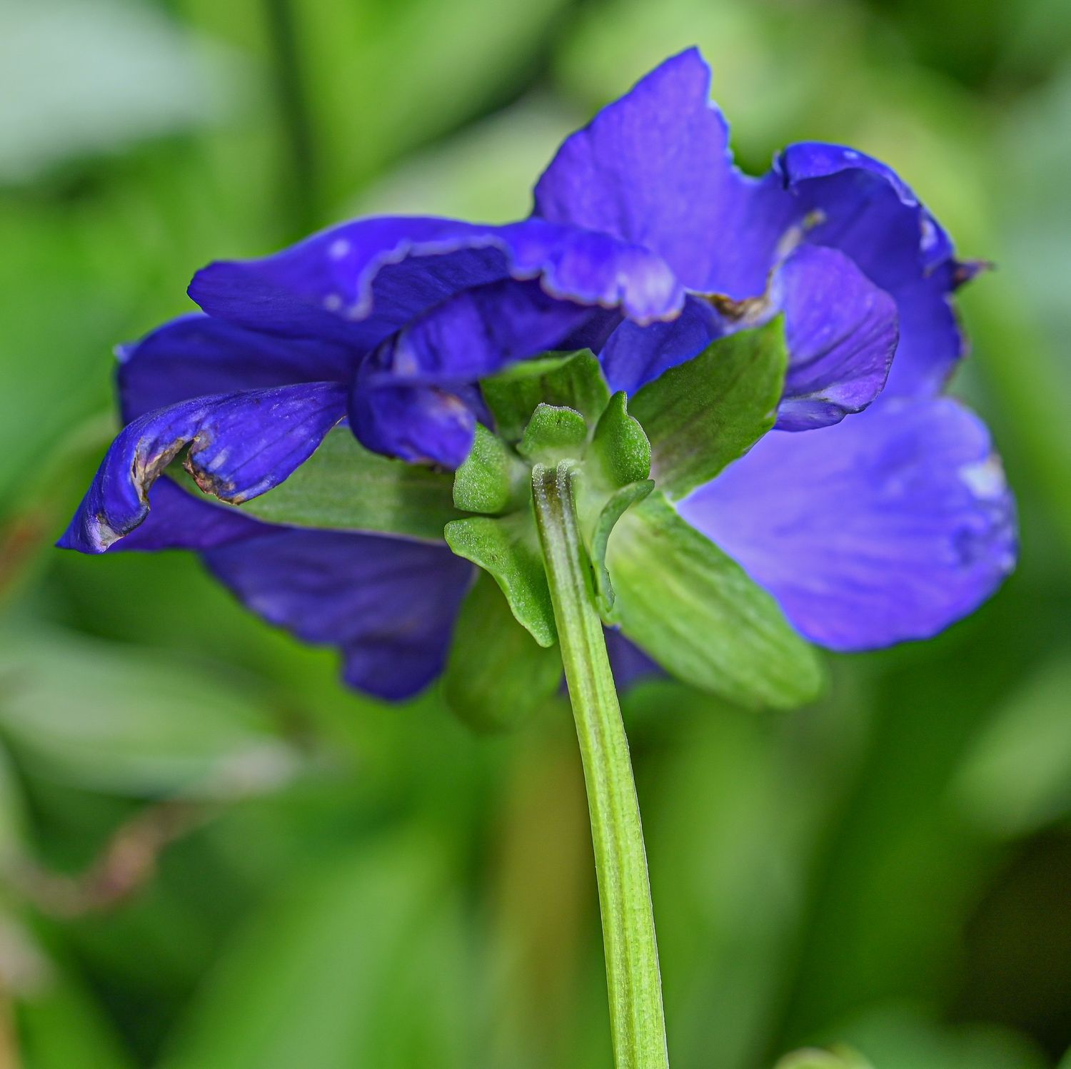 Võõrasema / aedkannike 7