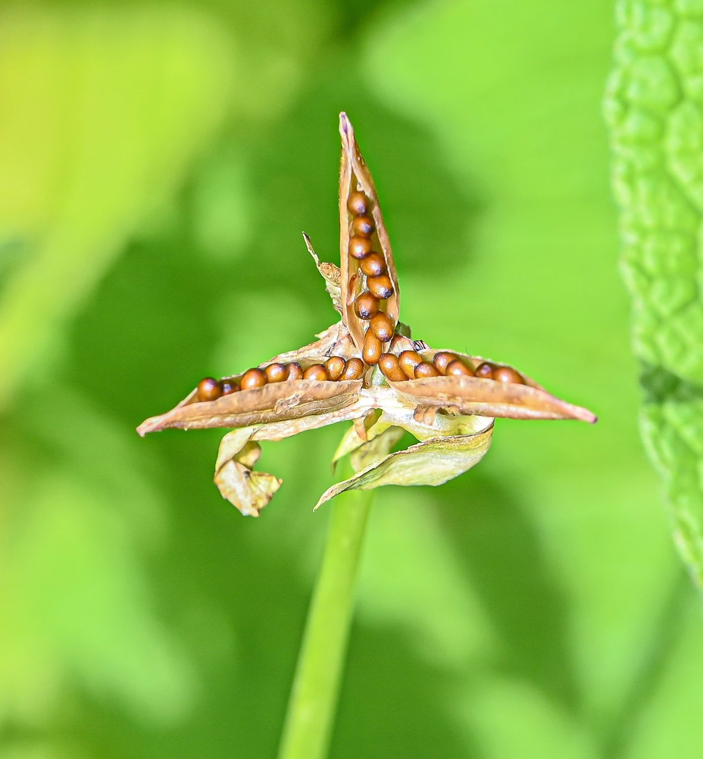 Võõrasema / aedkannike 8