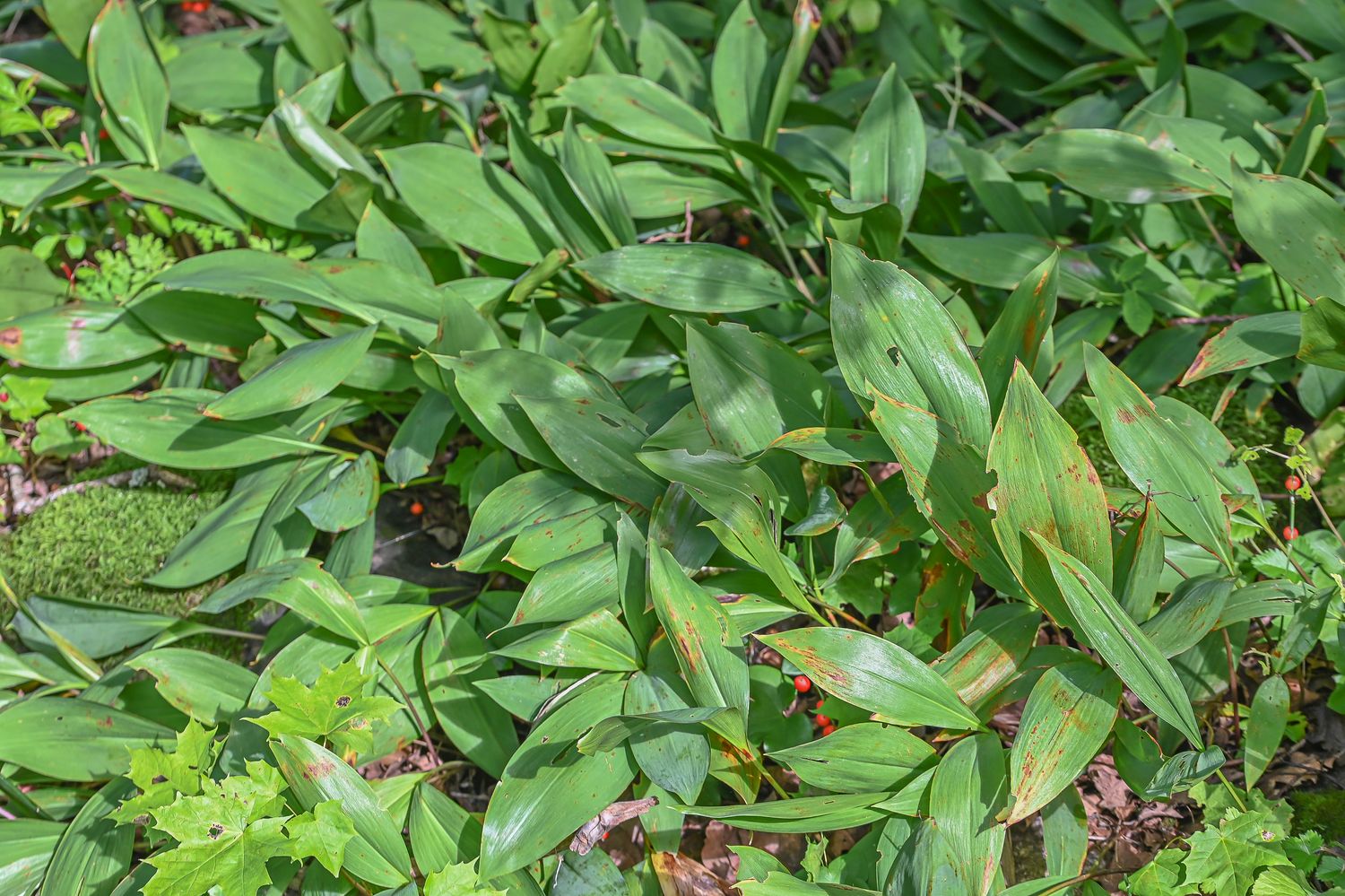 Harilik maikelluke 2