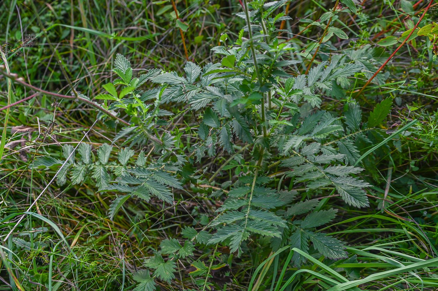 Harilik maarjalepp 2