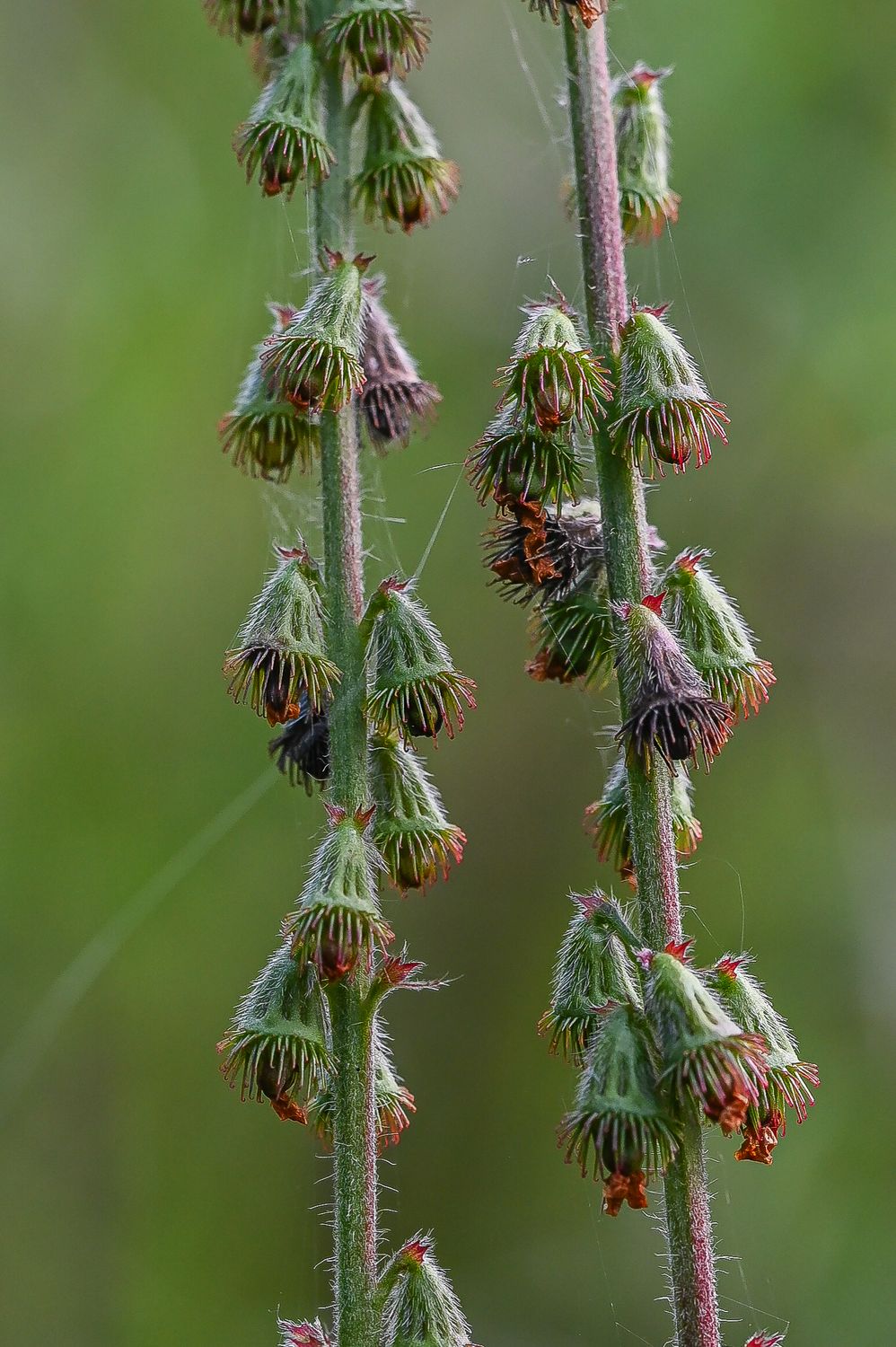 Harilik maarjalepp 3