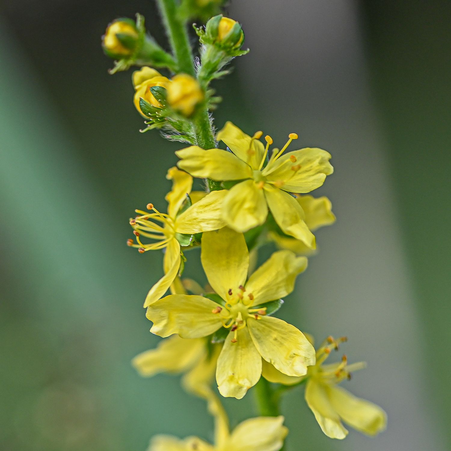 Harilik maarjalepp 4