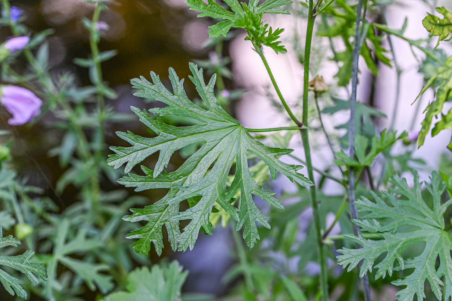 Muskus-kassinaeris 3