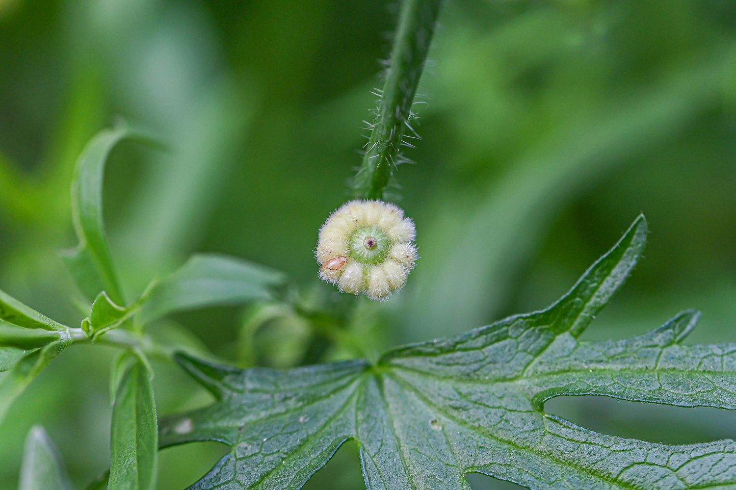 Muskus-kassinaeris 4