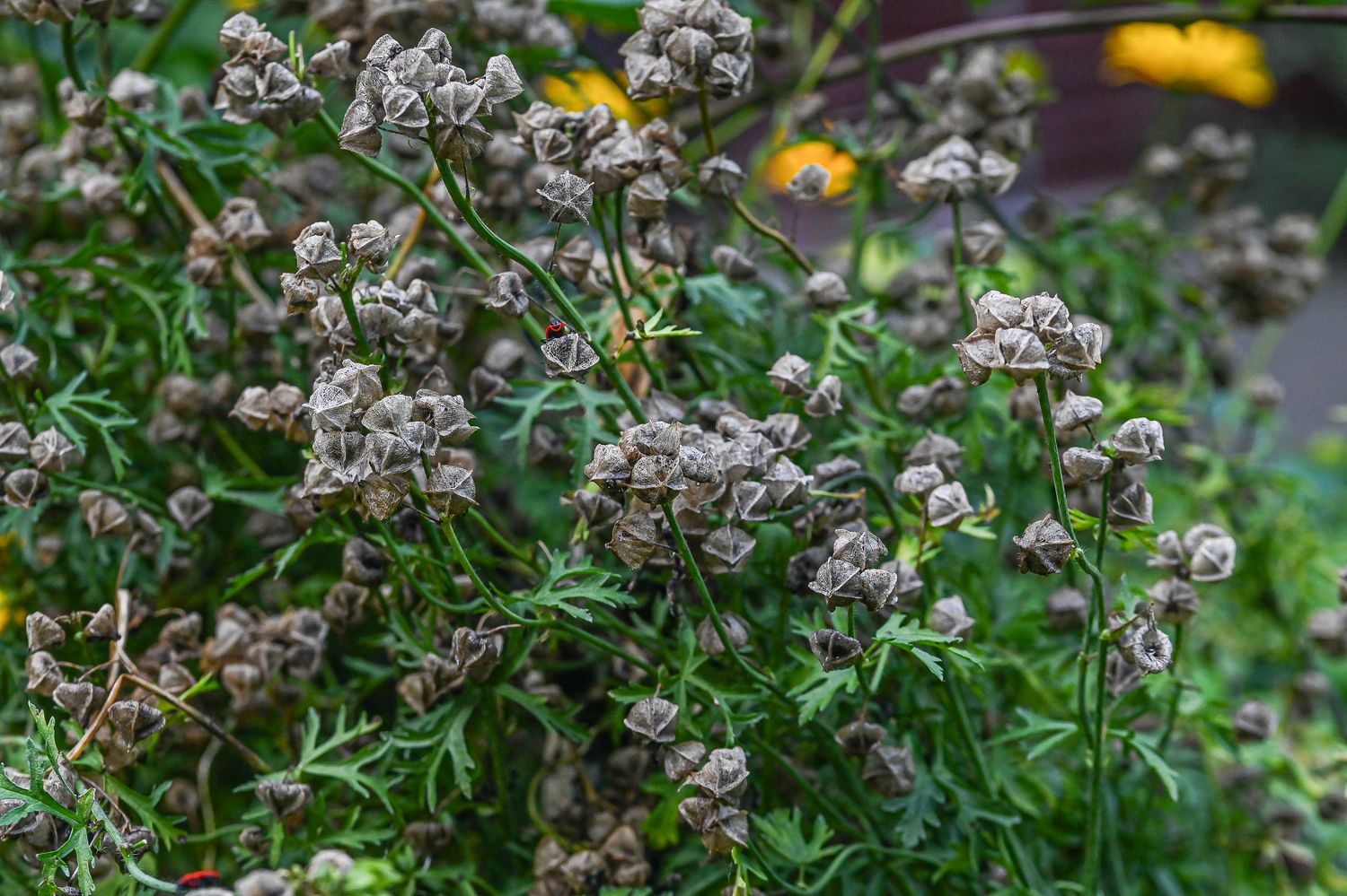 Muskus-kassinaeris 5