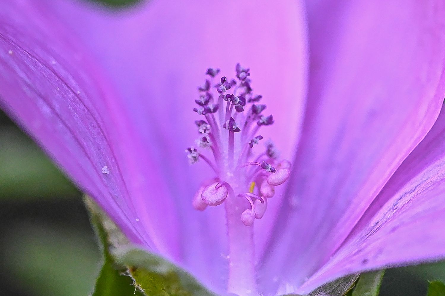 Muskus-kassinaeris 2