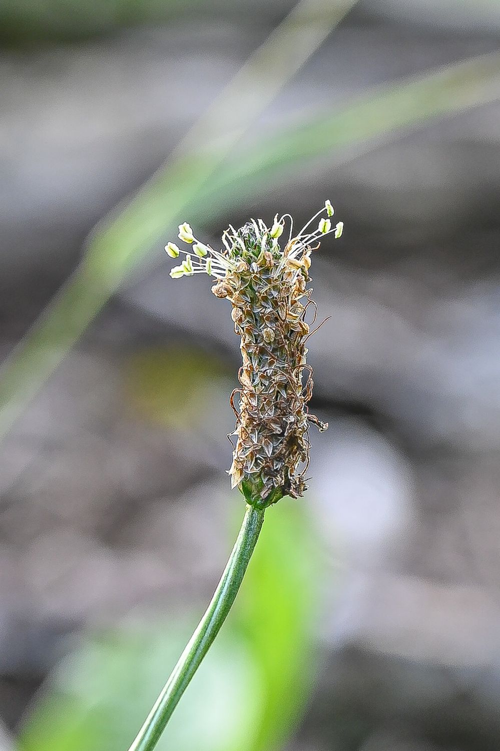 Süstlehine teeleht 2