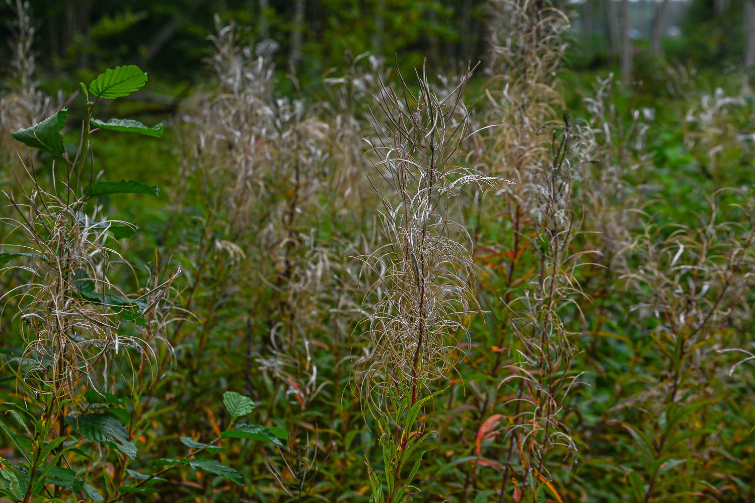 Ahtalehine põdrakanep 2