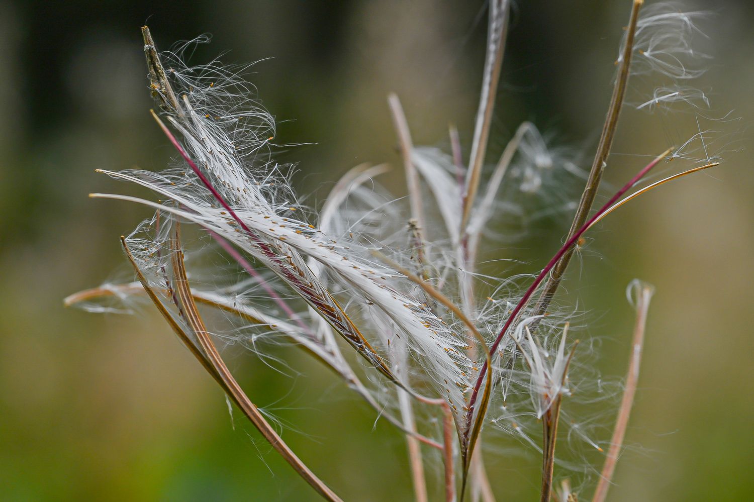 Ahtalehine põdrakanep 3