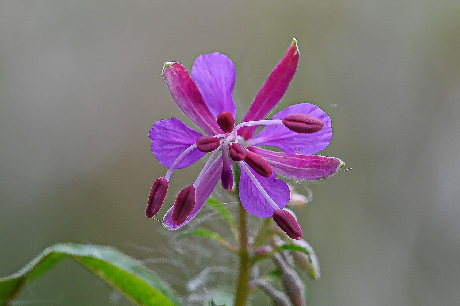 Ahtalehine põdrakanep 4