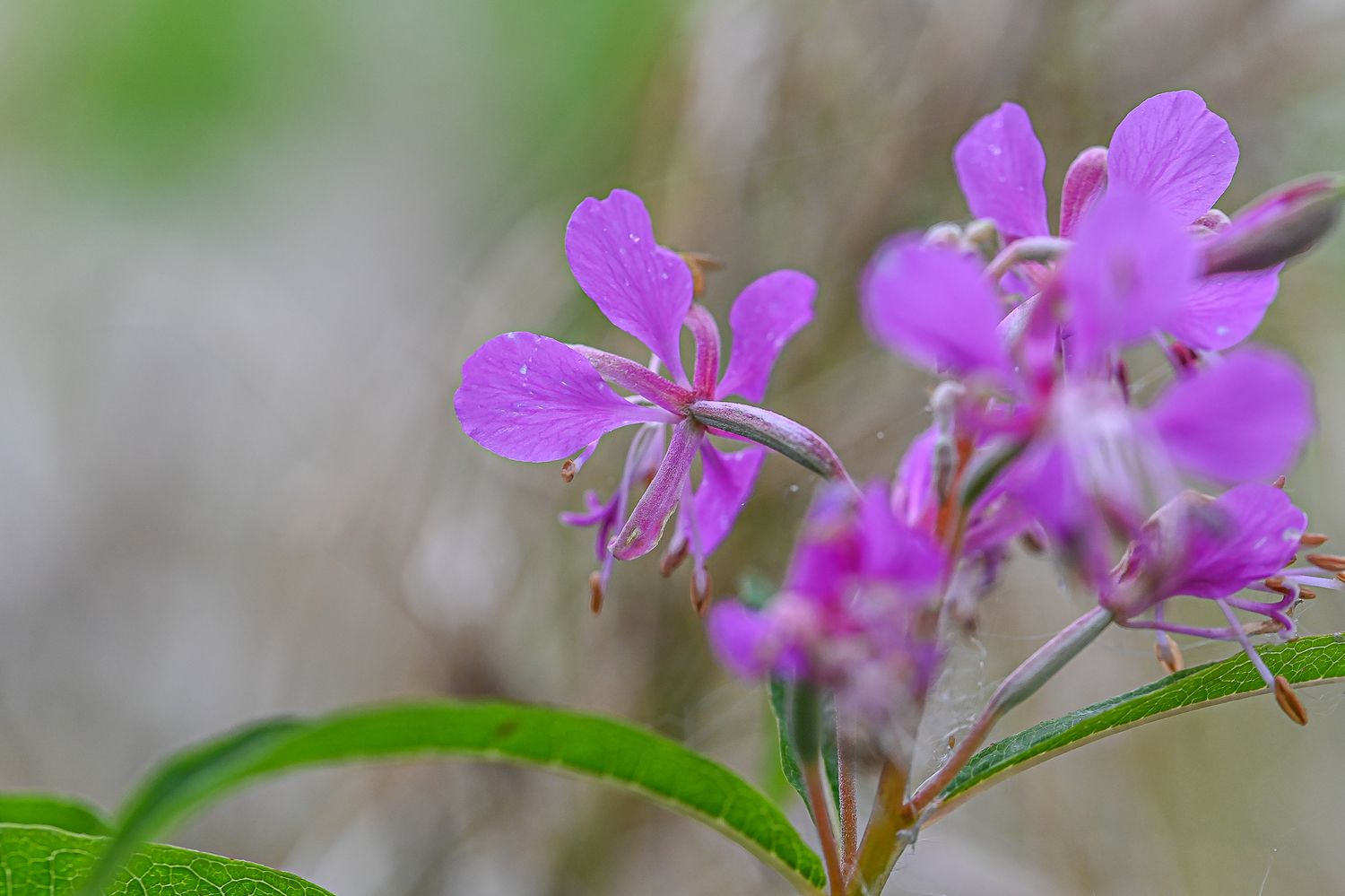 Ahtalehine põdrakanep 7