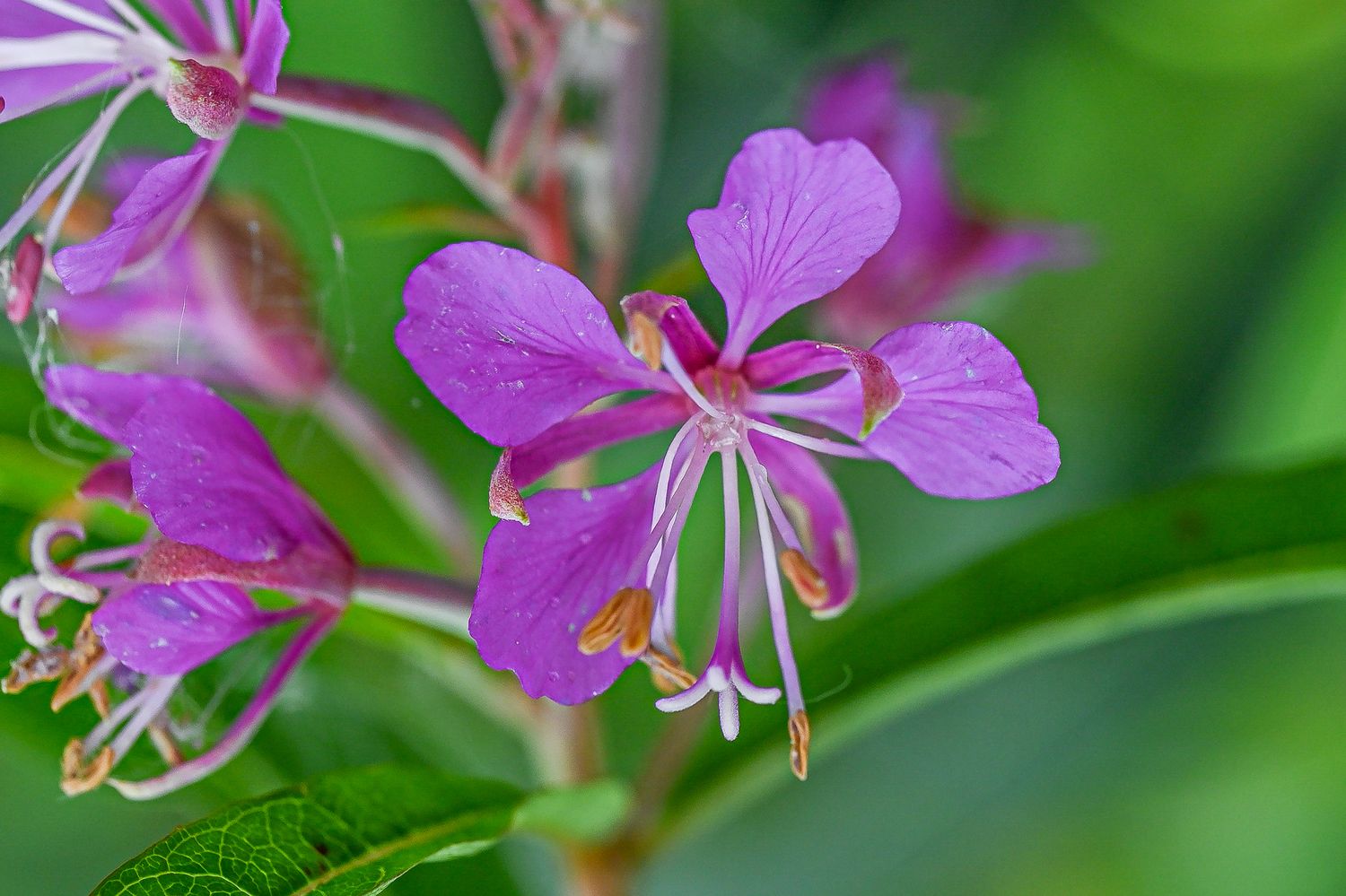 Ahtalehine põdrakanep 5
