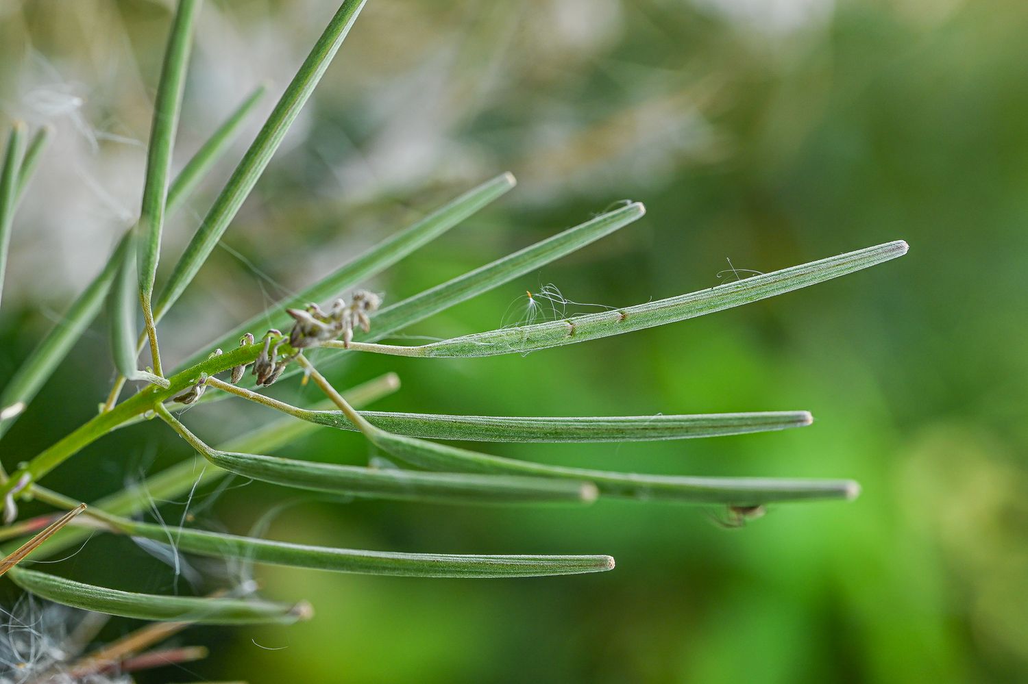 Ahtalehine põdrakanep 6