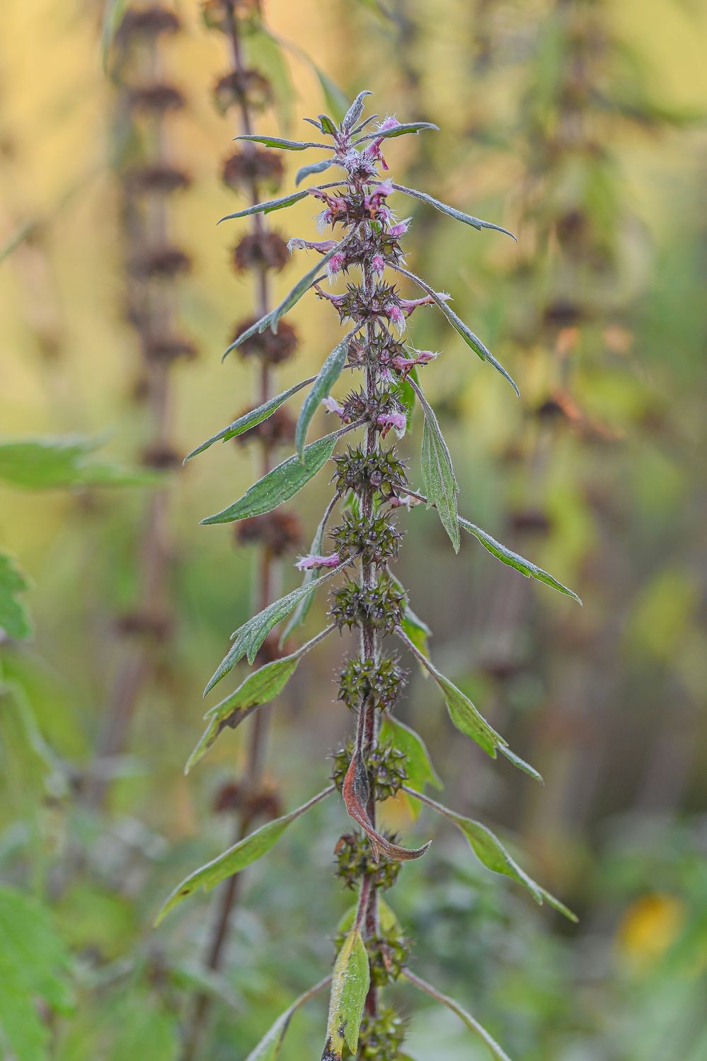 Veiste-südamerohi 2