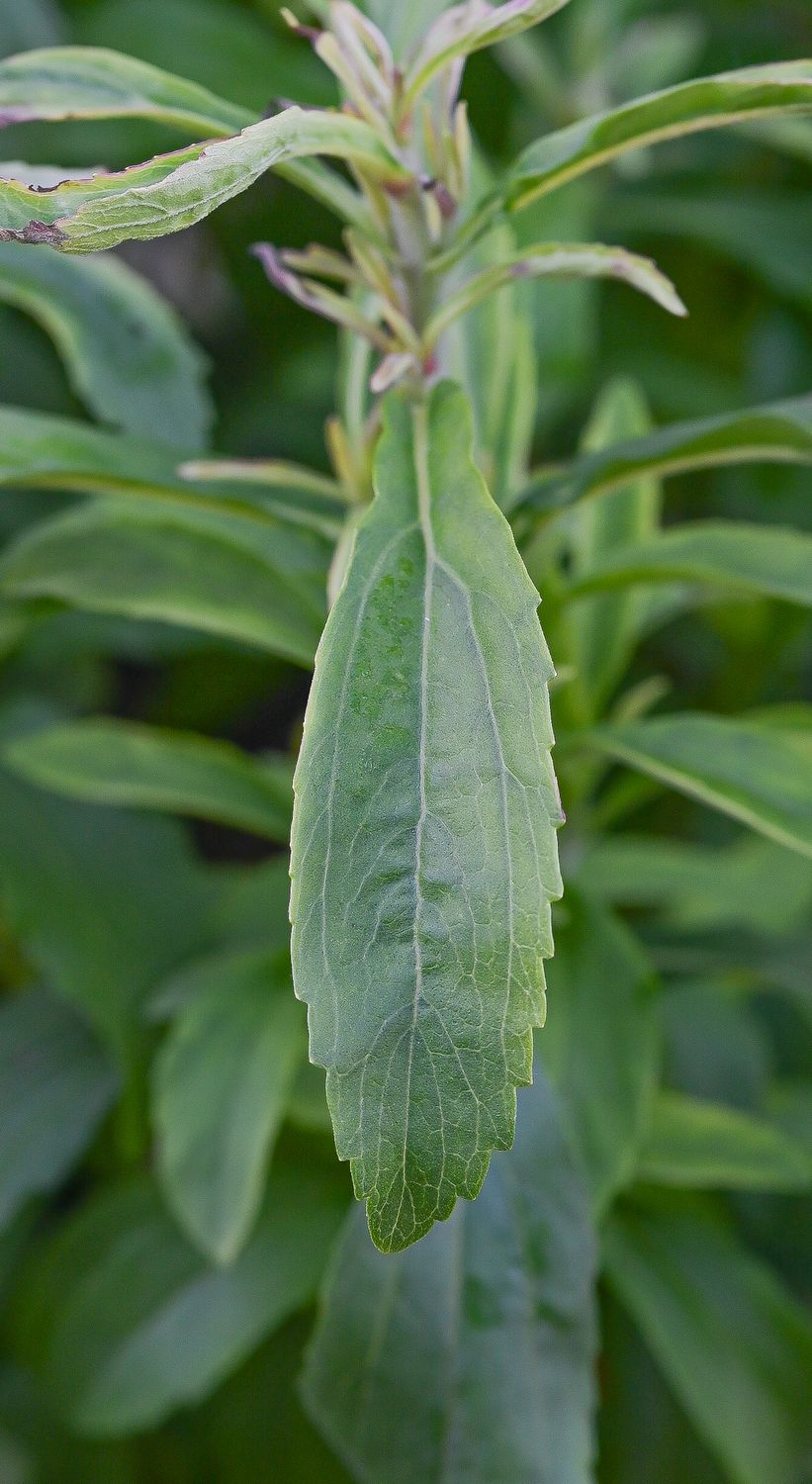 Paraguai suhkruleht 2