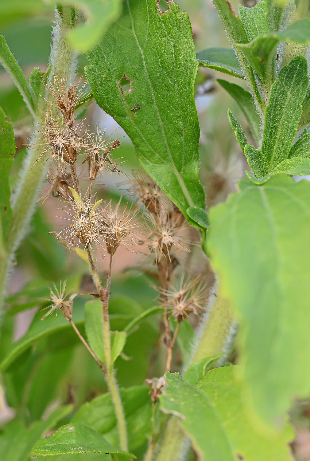 Paraguai suhkruleht 3