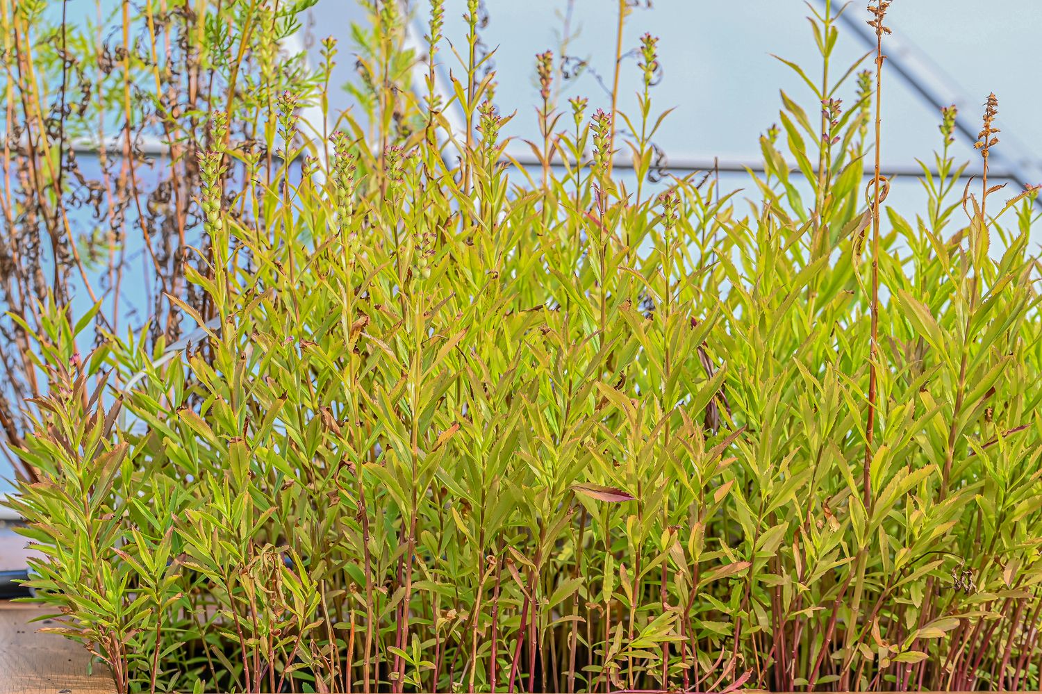 Virgiinia tonditupik 4