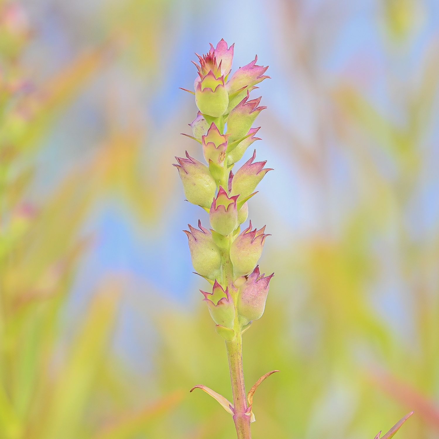 Virgiinia tonditupik 5