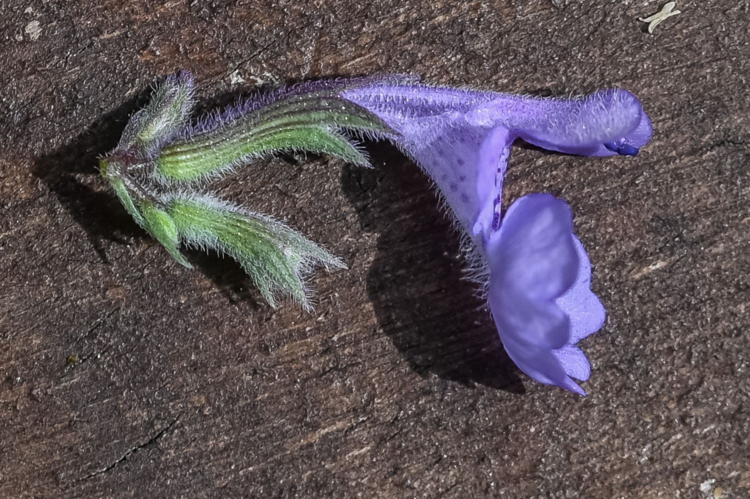 Faasseni naistenõges 4