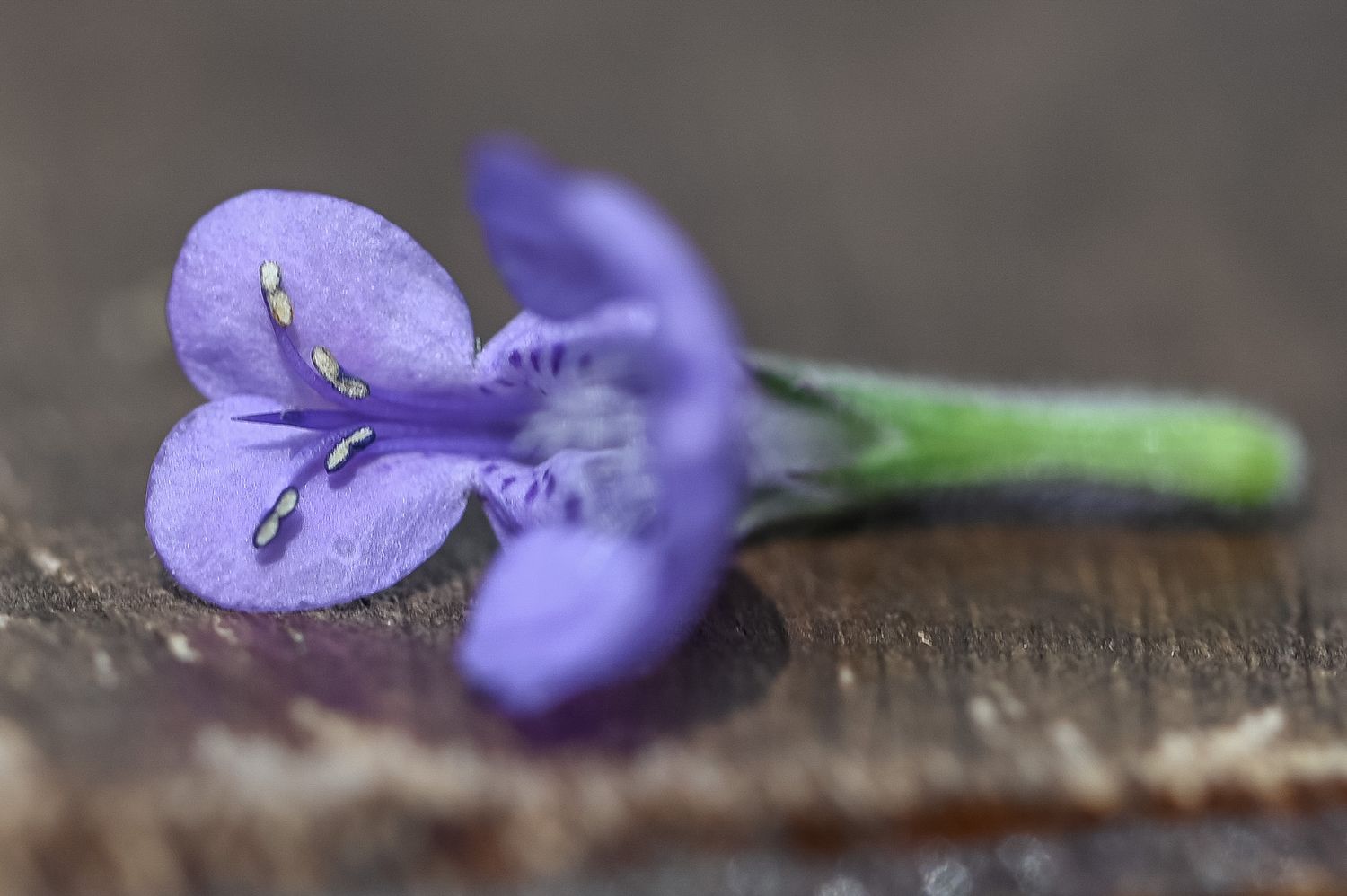 Faasseni naistenõges 5