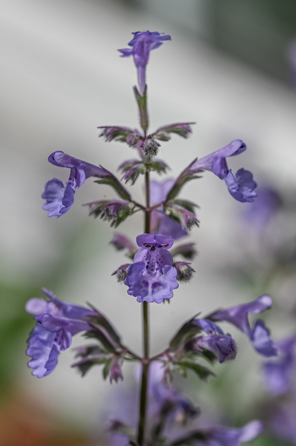 Faasseni naistenõges 7