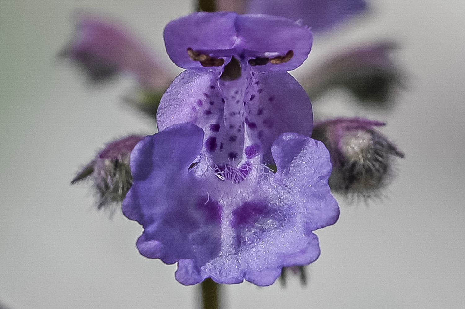 Faasseni naistenõges 6