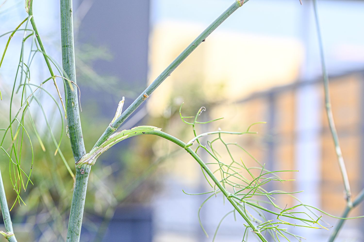 Harilik apteegitill 2