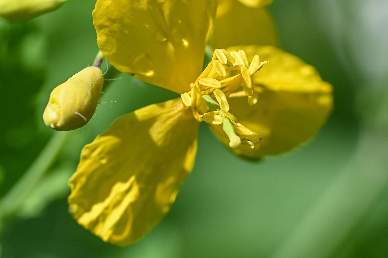 Harilik vereurmarohi 7