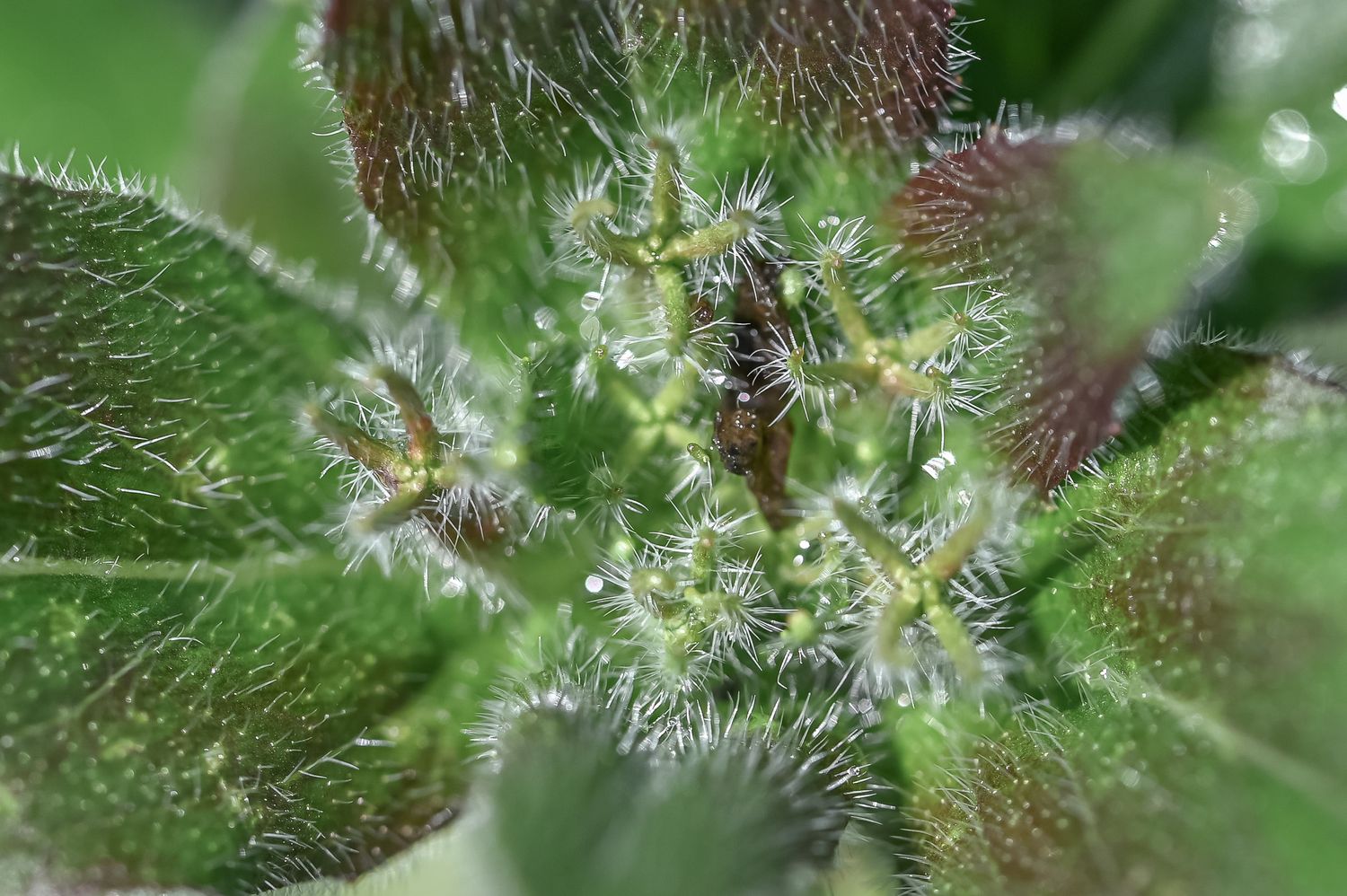 Põõsasjas kuningakepp 8