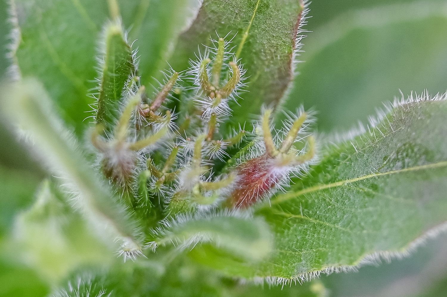 Põõsasjas kuningakepp 9