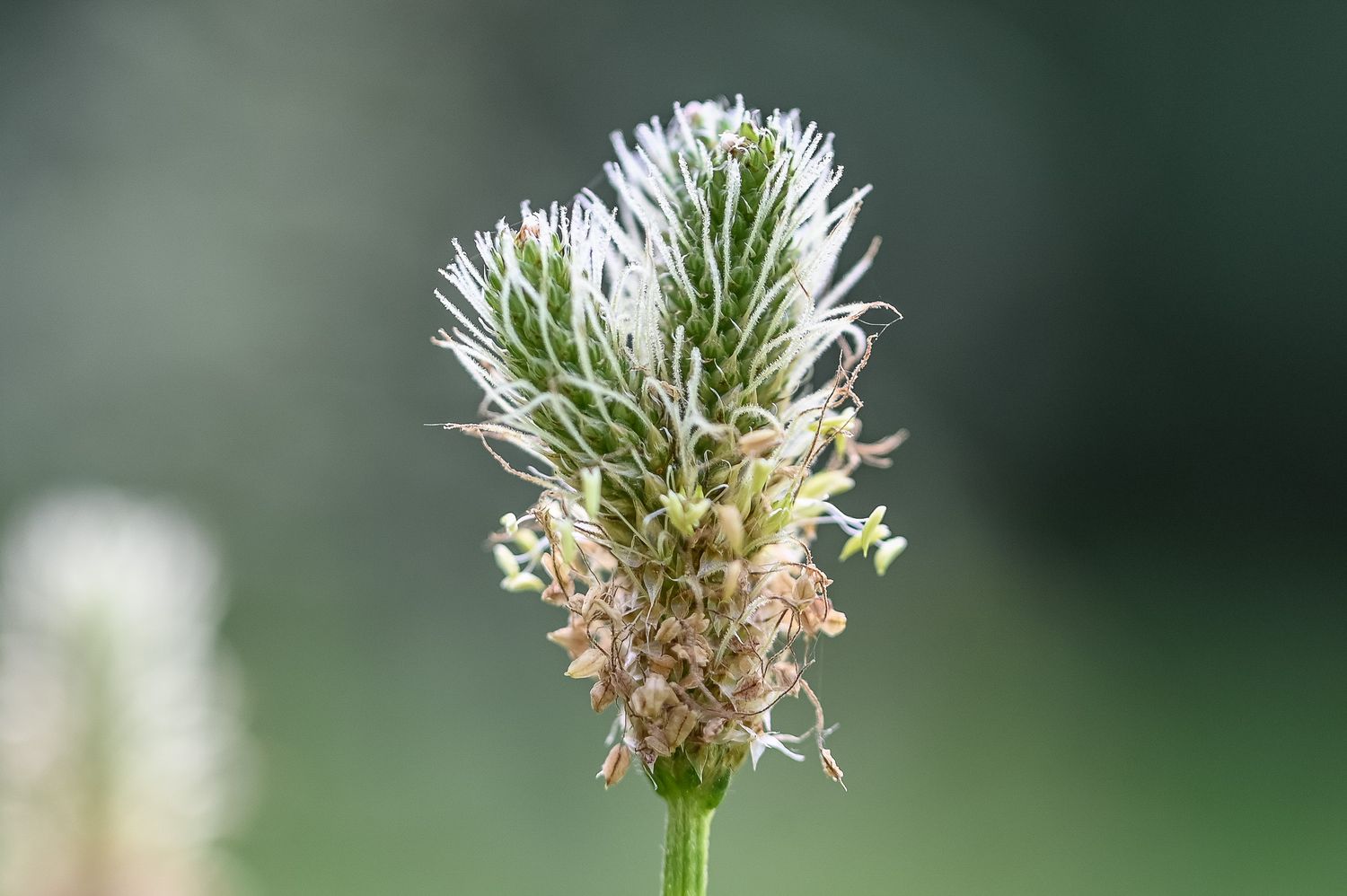 Süstlehine teeleht 3