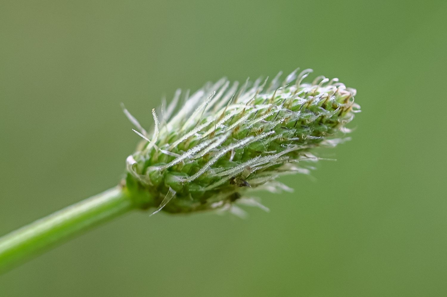 Süstlehine teeleht 4