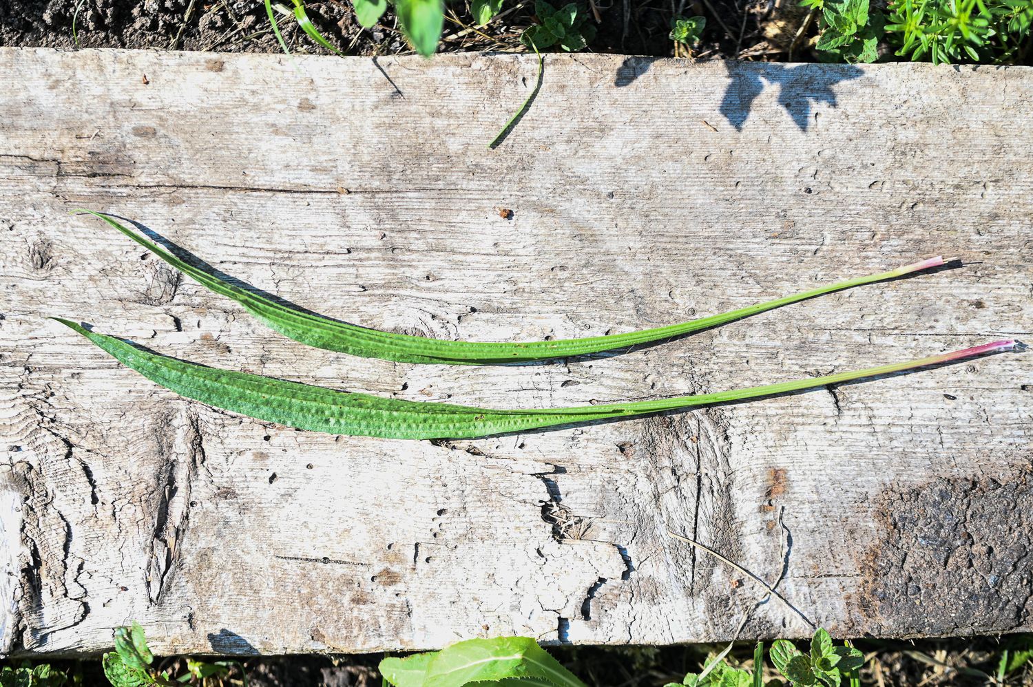 Süstlehine teeleht 7