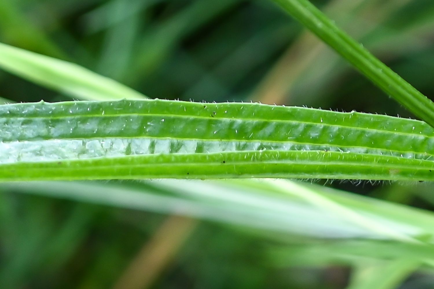 Süstlehine teeleht 8